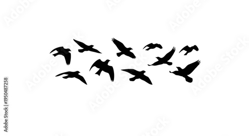 A flock of birds in flight elegant black silhouettes on transparent background