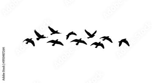 A flock of birds in flight a minimalist silhouette on transparent background