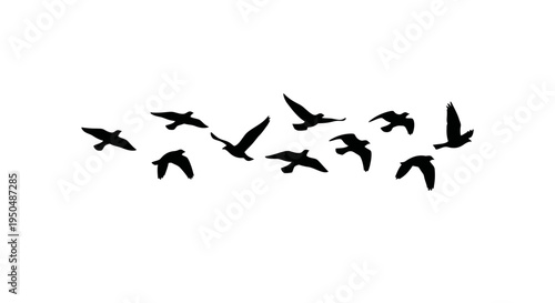 A flock of birds in flight minimalist design on transparent background silhouette