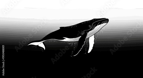 Black and white illustration of a humpback whale swimming underwater
