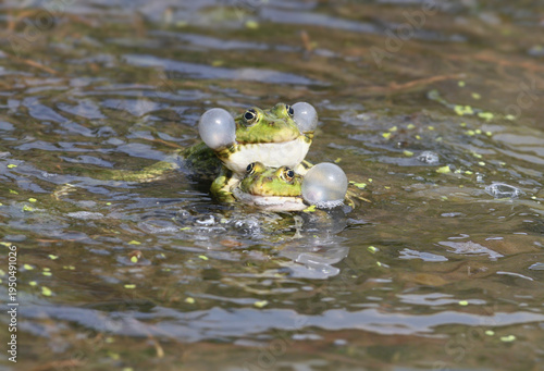 Φωτογραφία A pair of Marsh Frogs (Pelophylax ridibundus) in amplexus during their mating ritual in a sunny pond