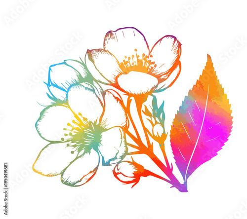 Cherry branches with flowers, colored sakura isolate on white background. Hand drawn. Not AI, vector illustration.