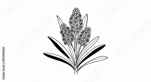 A black and white illustration of a hyacinth plant with multiple flower spikes and long leaves
