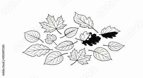 A scattered arrangement of assorted deciduous leaves, some with textured veining