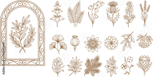 Elegantly detailed vintage botanical illustrations capturing a diverse array of natural plant elements