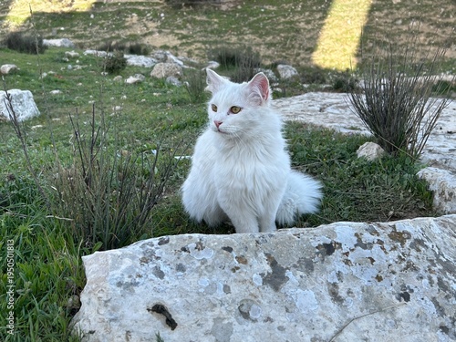 Photography A white cat is in the wild