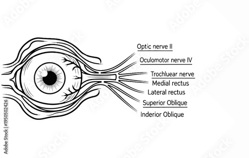Anatomical illustration of an eye with nerves and muscles labeled