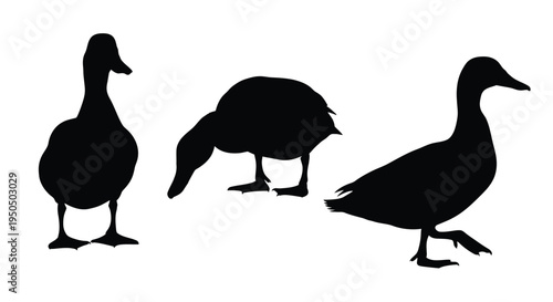 Three black silhouettes of ducks in various poses are displayed