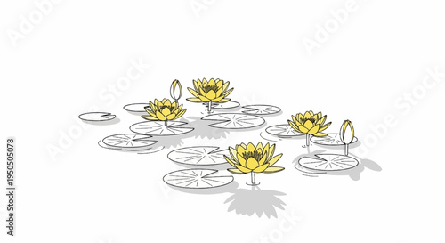 Yellow water lilies float serenely on a tranquil, white background