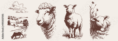 Farm sheep lamb rural landscape vintage animal collection. Includes grazing sheep, lamb and countryside scene. Pencil hand drawn sketch style for farming branding and packaging design.