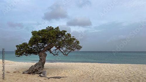 Schilderij op canvas Lone coastal tree Libidibia coriaria with twisted trunk stands on sandy beach ag