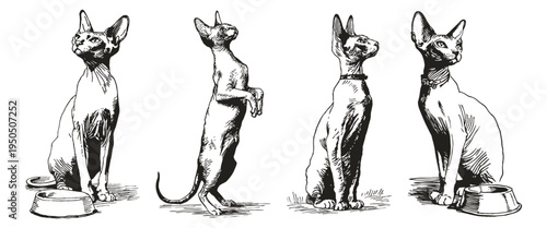Sphynx cat sketch style collection isolated poses. Vector pets sit and stand near dishes. Illustrations for pet food packaging and veterinary branding. Hand drawn style, pencil drawing.