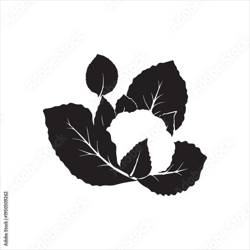  silhouette cauliflower vegetable with fresh organic leaves isolated on white vector design