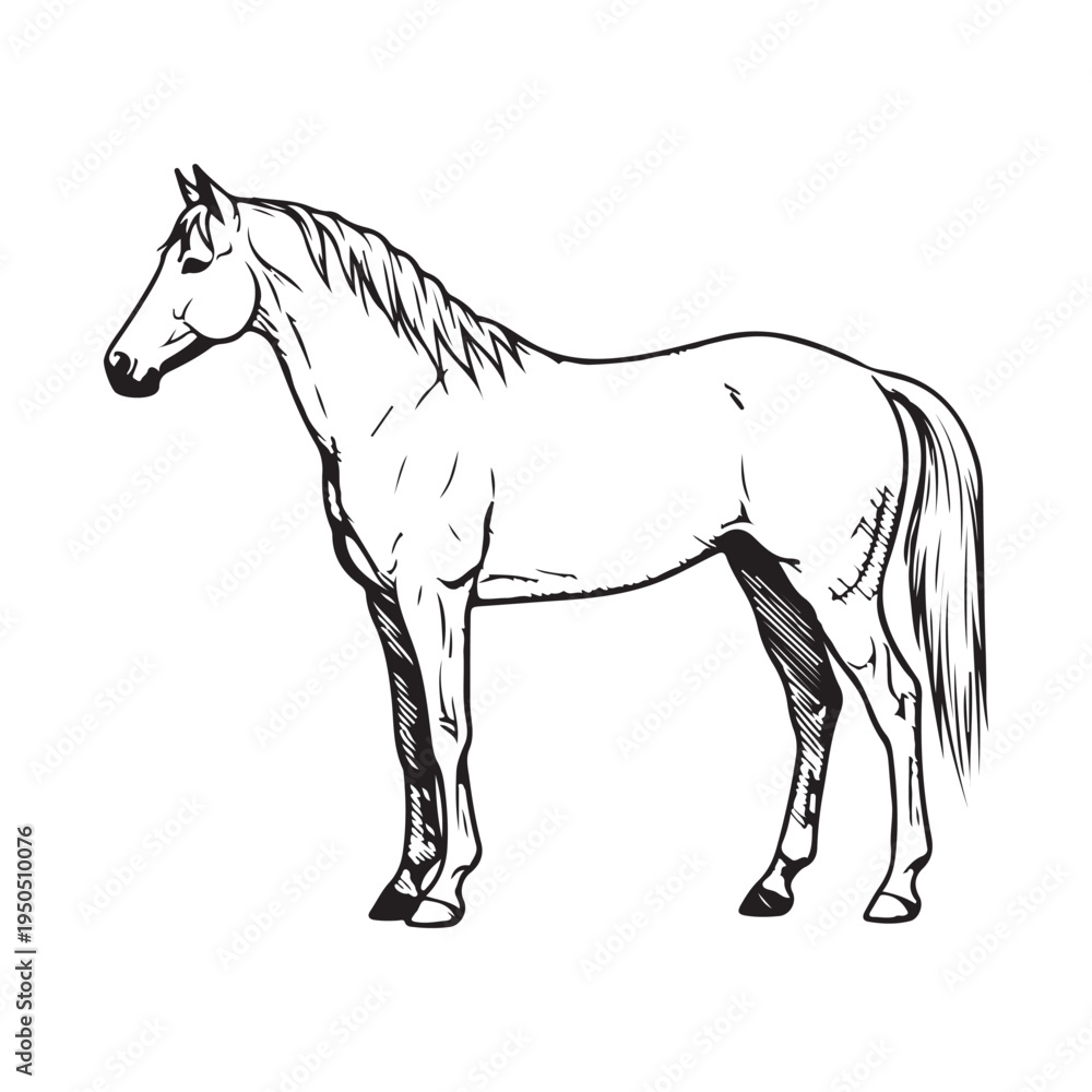 Obraz premium A black and white drawing of a horse's head