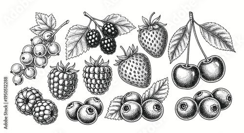 Hand-drawn Berry Assortment: Strawberry, Raspberry, Blackberry, Blueberry, Cherry, Currant