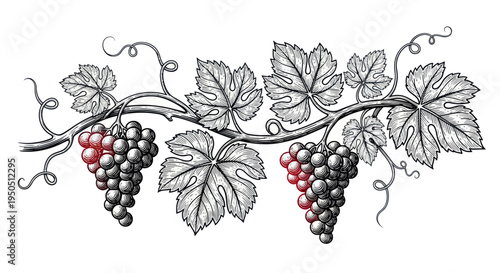 Hand-drawn grape vine with clusters of ripe red and green grapes, detailed sketch