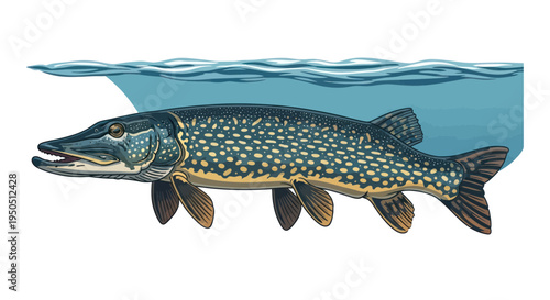 Northern Pike Fish Swimming Underwater in Clear Blue Water