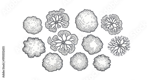 Top View Tree Illustrations - Hand Drawn Botanical Elements
