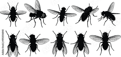 Housefly insect silhouette collection, cad drawing flat vector illustration, flavector set of common flies in various top and side views.