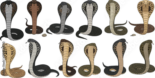 Cobra snake vector character sheet collection featuring various poisonous king cobra poses with hoods extended isolated on white background for wildlife and danger themed graphic design.