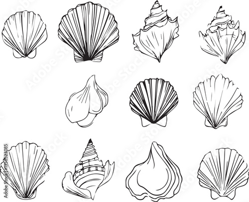 Black ink seashell drawings capturing natural texture black outline isolated on white background