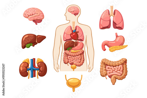Human Internal Organs Educational Vector Diagram with Brain, Lungs, Heart, Liver, Stomach, Kidneys, Intestines, and Bladder. Flat Medical Anatomy Illustration for Biology and Healthcare Study.