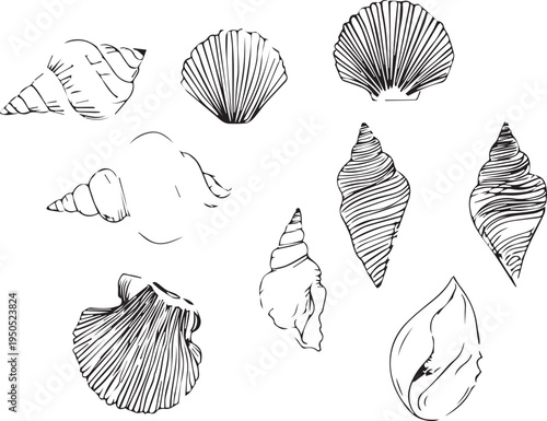 Black ink seashell drawings capturing natural texture black outline isolated on white background