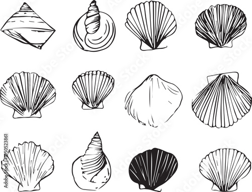 Black ink seashell drawings capturing natural texture black outline isolated on white background