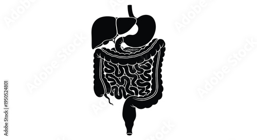 A detailed anatomical illustration depicts the human digestive system including the liver stomach intestines and rectum high quality professional
