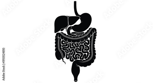 A detailed black silhouette depicts the human digestive system including the stomach intestines liver and associated organs high quality