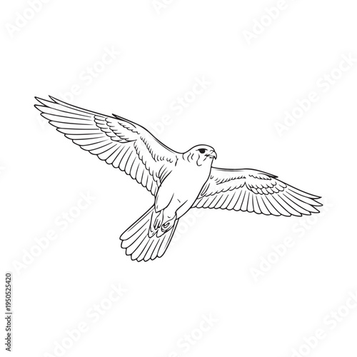 A bird of prey in flight with wings spread