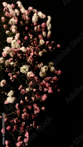 Gypsophila Baby Breath Flowers on Black Background Delicate Floral Arrangement