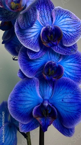 Blue Phalaenopsis Orchid Flower Elegant Exotic Tropical Bloom Close Up