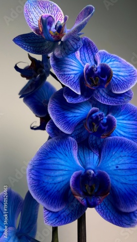 Blue Phalaenopsis Orchid Flower Elegant Exotic Tropical Bloom Close Up