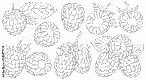 Hand-drawn Raspberry Illustrations - Vector Graphics