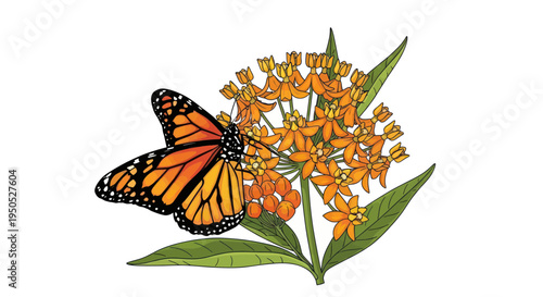 Monarch butterfly on bright orange milkweed flowers