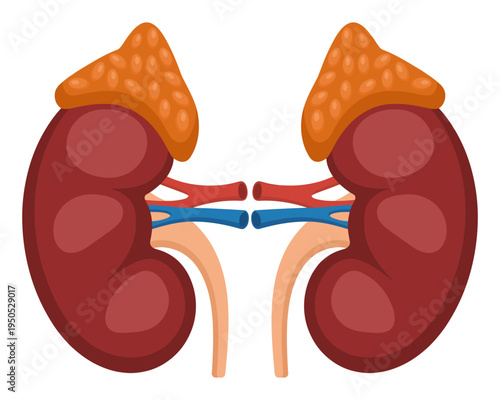 Kidney with Adrenal Gland Anatomy Diagram