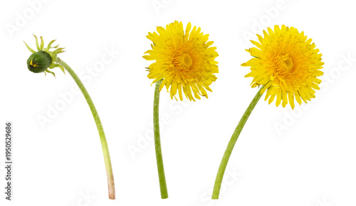 Set of yellow dandelion flowers and bud isolated on white or transparent background