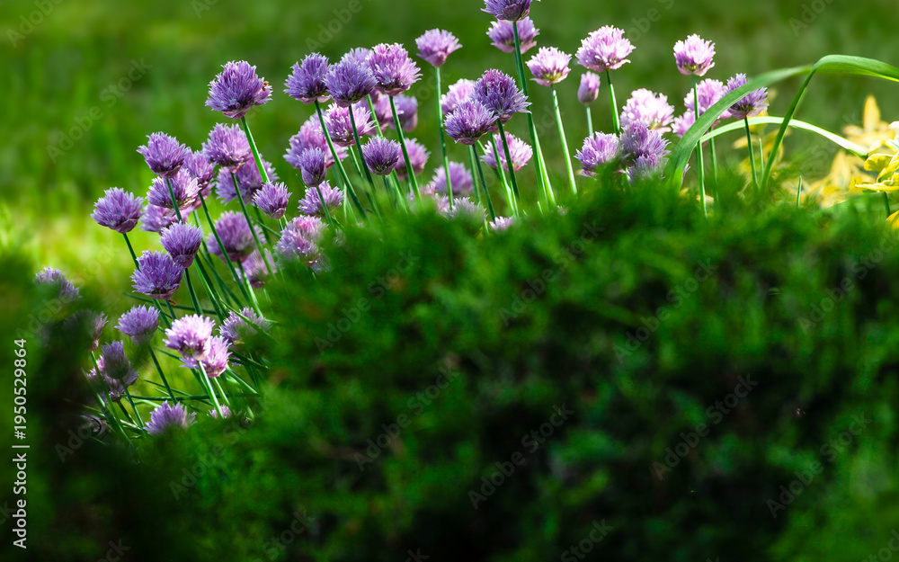 Obraz premium Soft focus view of purple chive flowers blooming behind a green hedge in a vibrant spring garden.