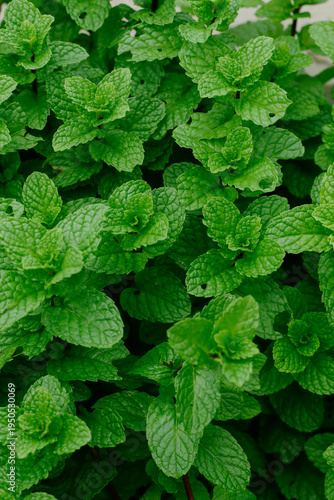 Fresh green mint leaves closeup view.