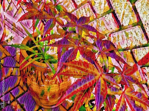  Japanese Maple