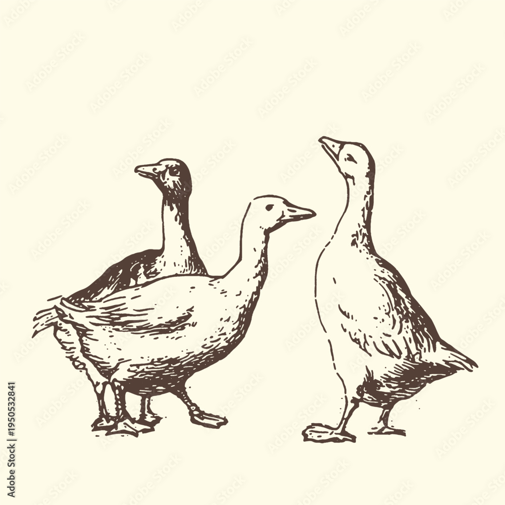 Fototapeta premium A charming vintage vector illustration depicts three domestic geese standing together in a simple, elegant hand-drawn farm animal graphic design.