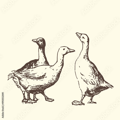 A charming vintage vector illustration depicts three domestic geese standing together in a simple, elegant hand-drawn farm animal graphic design.