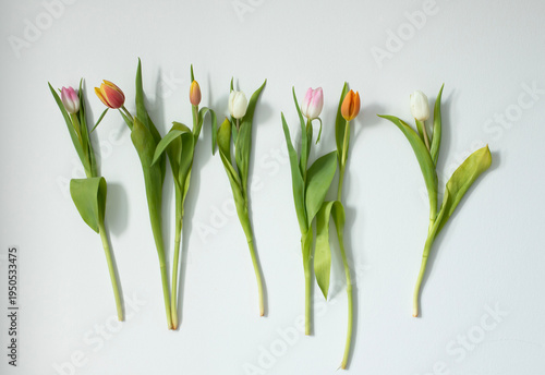 Flat lay photo of several fresh tulip flowers arranged in a row on a white background. Different colors including pink, yellow, white, and orange create a minimalistic spring composition. 