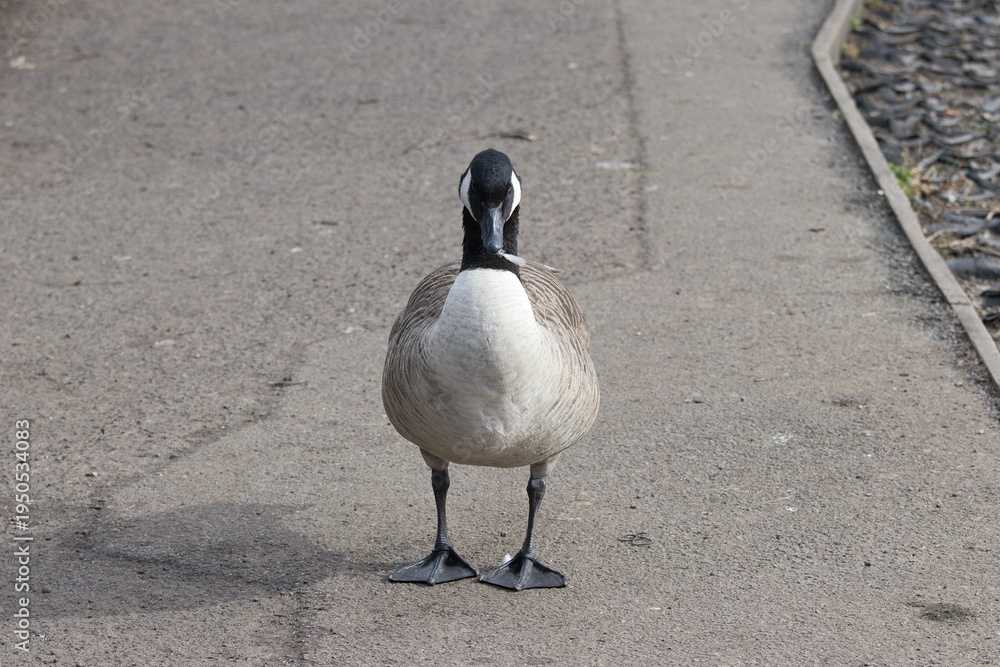 Fototapeta premium Canada goose holding a feather