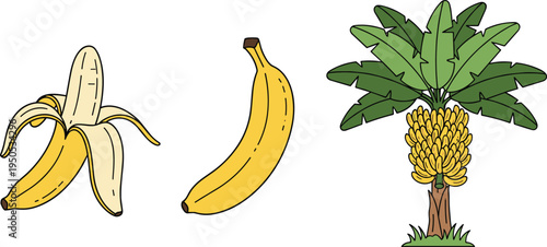 Banana fruit and banana tree set. Peeled banana, whole banana and tropical banana plant illustration. Fresh tropical fruit concept for agriculture, organic food and nutrition design.