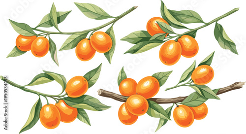 Sea buckthorn berry branches set. Orange berries with green leaves on twigs. Botanical fruit illustration for herbal medicine, organic food, natural health and plant design.