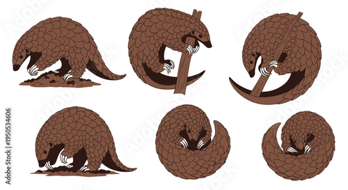 Cute Pangolin Collection: Digging, Climbing, Rolling, Curled Up