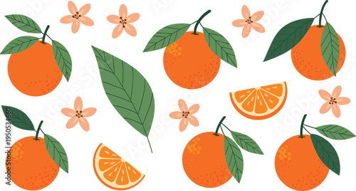 Orange fruit elements set. Fresh oranges with leaves, flowers and slices. Citrus collection illustration for juice, organic food, summer fruit and healthy nutrition design.