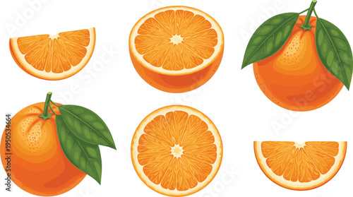 Orange fruit slices and whole oranges set. Fresh citrus with leaves and juicy cross sections. Healthy vitamin fruit illustration for juice, food packaging and market design.